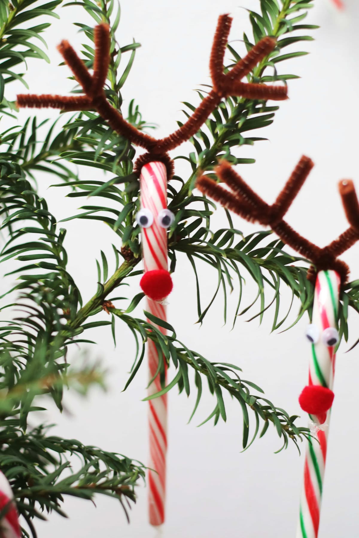 zuckerstangen rentier